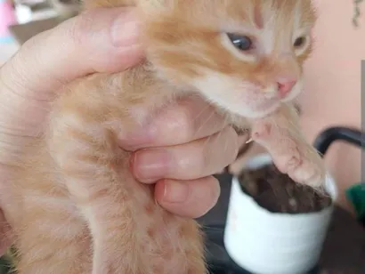 Gato raça SRD-ViraLata idade 2 a 6 meses nome Sem nome