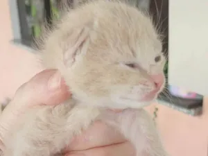 Gato raça SRD-ViraLata idade 2 a 6 meses nome Sem nome