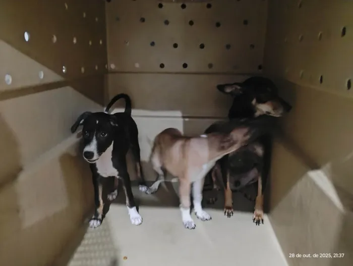 Cachorro ra a SRD-ViraLata idade 2 a 6 meses nome Lua- Vacinada 