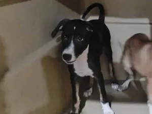 Cachorro raça SRD-ViraLata idade 2 a 6 meses nome Lua- Vacinada 