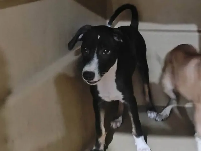 Cachorro ra a SRD-ViraLata idade 2 a 6 meses nome Lua- Vacinada 