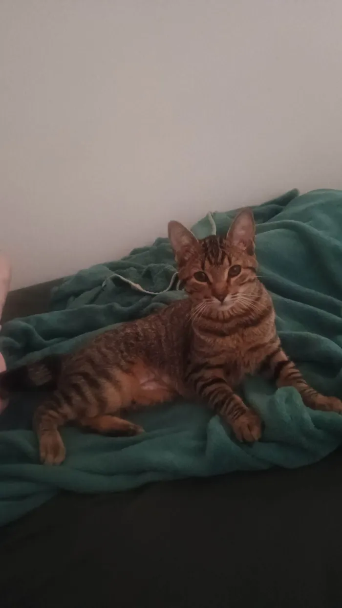 Gato ra a SRD-ViraLata idade 7 a 11 meses nome Princesa