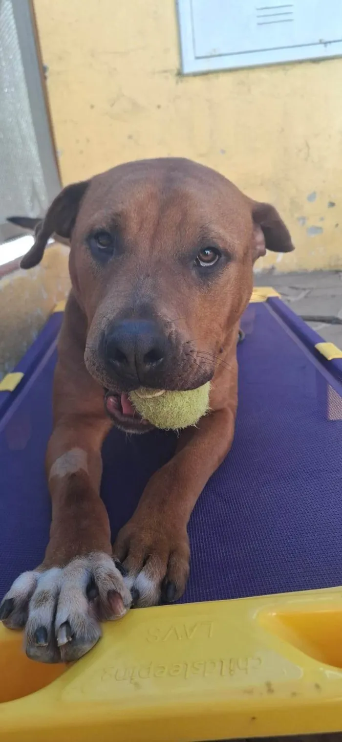 Cachorro ra a SRD-ViraLata idade 1 ano nome Thanos