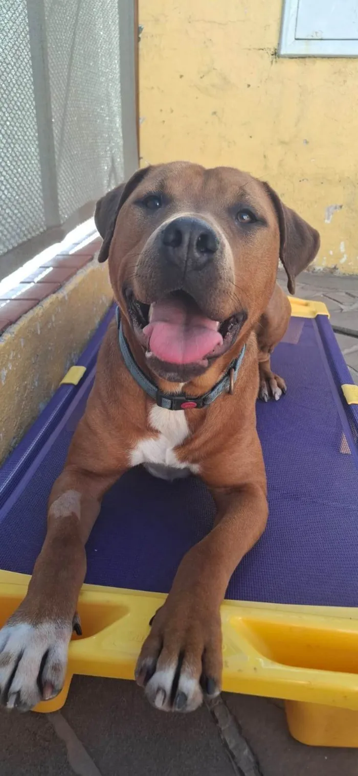 Cachorro ra a SRD-ViraLata idade 1 ano nome Thanos