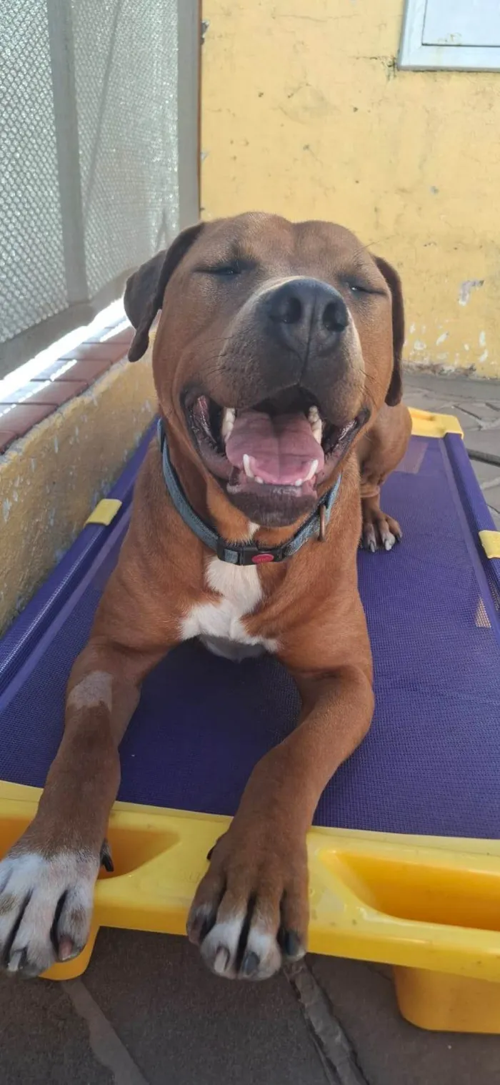 Cachorro ra a SRD-ViraLata idade 1 ano nome Thanos