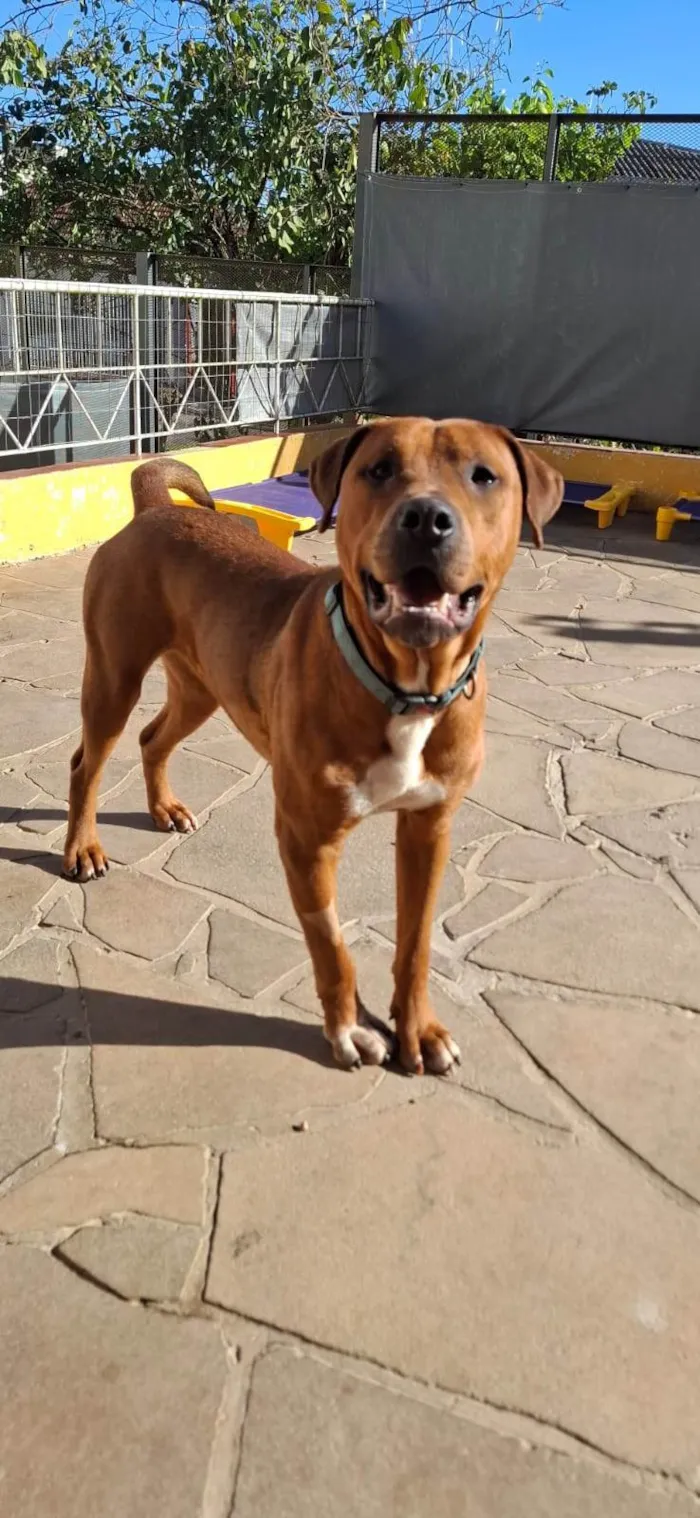 Cachorro ra a SRD-ViraLata idade 1 ano nome Thanos