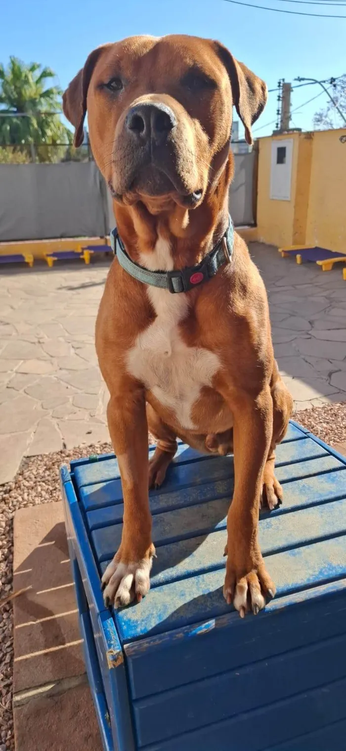 Cachorro ra a SRD-ViraLata idade 1 ano nome Thanos