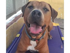 Cachorro raça SRD-ViraLata idade 1 ano nome Thanos