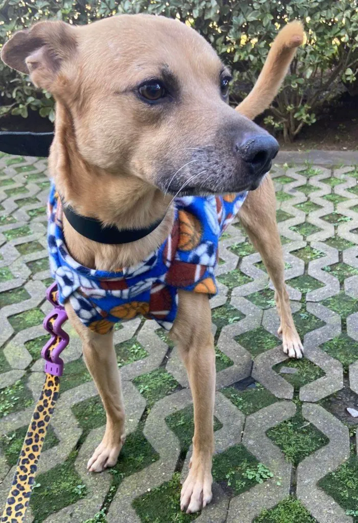 Cachorro ra a SRD-ViraLata idade 1 ano nome Charles