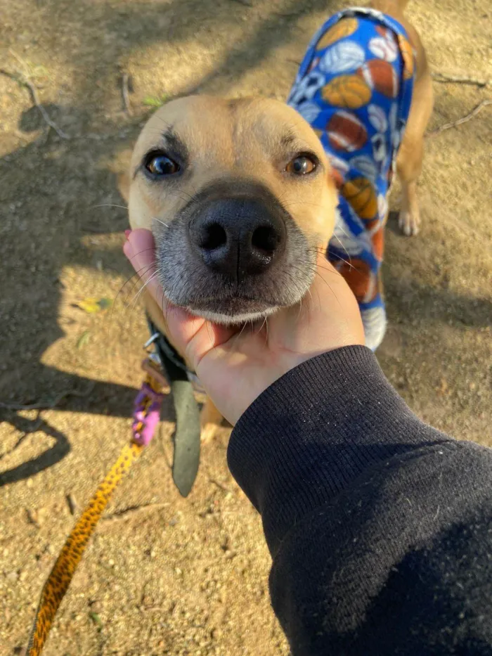 Cachorro ra a SRD-ViraLata idade 1 ano nome Charles