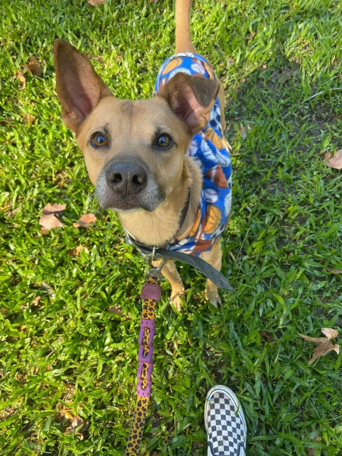 Cachorro ra a SRD-ViraLata idade 1 ano nome Charles