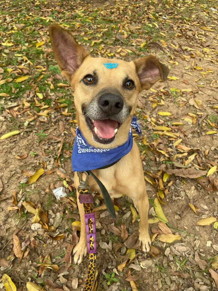 Cachorro ra a SRD-ViraLata idade 1 ano nome Charles