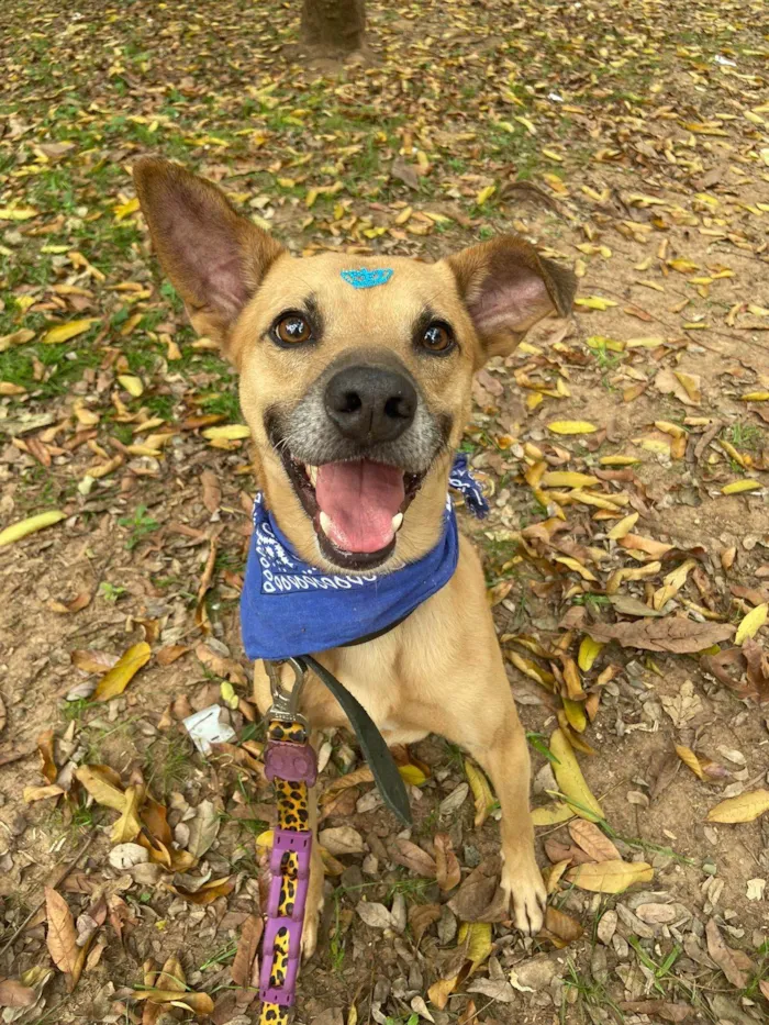 Cachorro ra a SRD-ViraLata idade 1 ano nome Charles