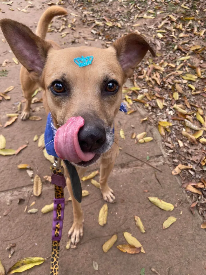 Cachorro ra a SRD-ViraLata idade 1 ano nome Charles