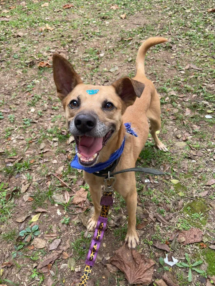 Cachorro ra a SRD-ViraLata idade 1 ano nome Charles