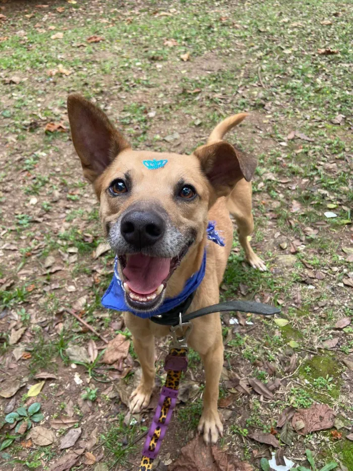 Cachorro ra a SRD-ViraLata idade 1 ano nome Charles