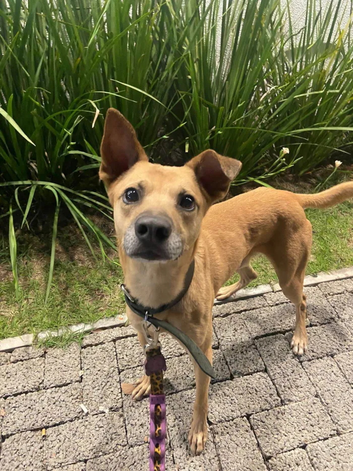 Cachorro ra a SRD-ViraLata idade 1 ano nome Charles