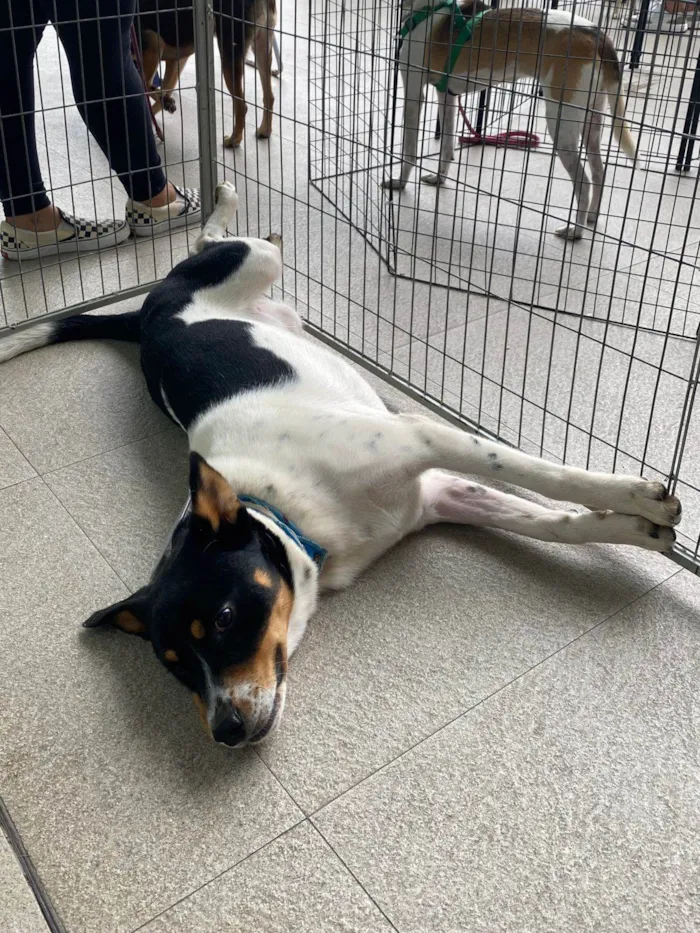 Cachorro ra a SRD-ViraLata idade 2 anos nome Corvette