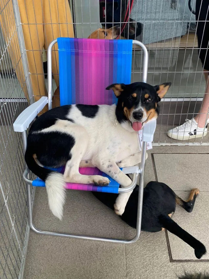 Cachorro ra a SRD-ViraLata idade 2 anos nome Corvette