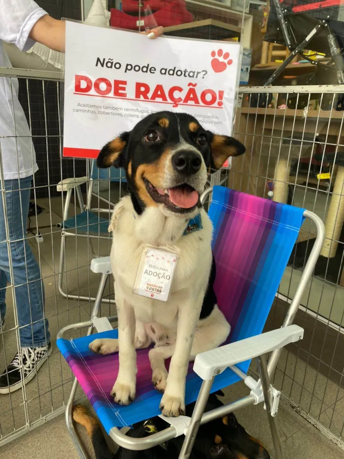 Cachorro ra a SRD-ViraLata idade 2 anos nome Corvette