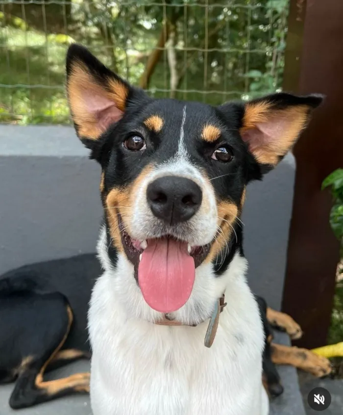 Cachorro ra a SRD-ViraLata idade 2 anos nome Corvette