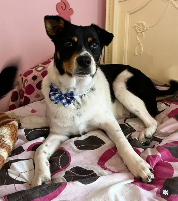 Cachorro ra a SRD-ViraLata idade 2 anos nome Corvette