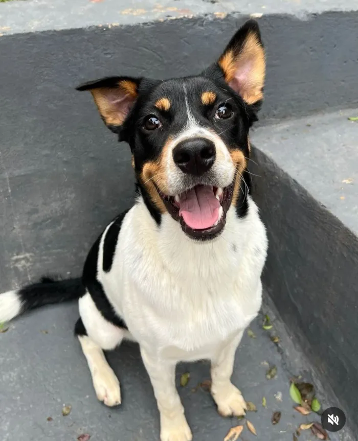 Cachorro ra a SRD-ViraLata idade 2 anos nome Corvette