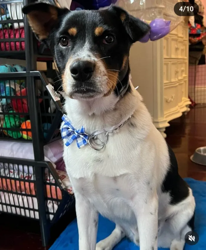 Cachorro ra a SRD-ViraLata idade 2 anos nome Corvette