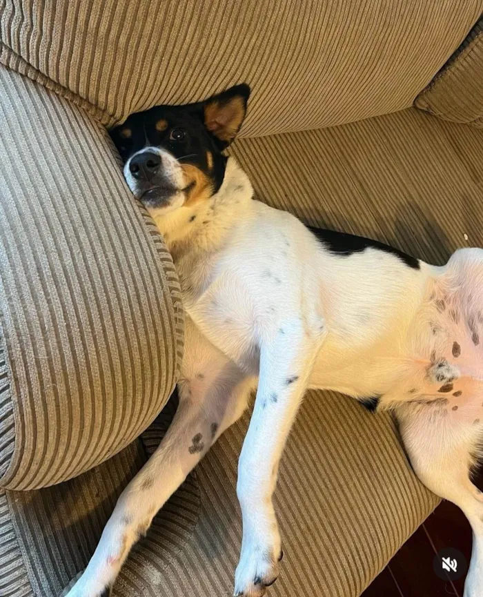 Cachorro ra a SRD-ViraLata idade 2 anos nome Corvette