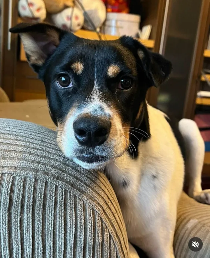 Cachorro ra a SRD-ViraLata idade 2 anos nome Corvette