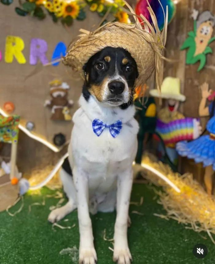 Cachorro ra a SRD-ViraLata idade 2 anos nome Corvette