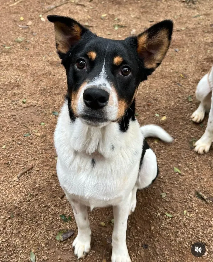 Cachorro ra a SRD-ViraLata idade 2 anos nome Corvette