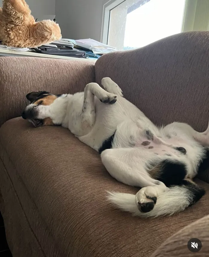 Cachorro ra a SRD-ViraLata idade 2 anos nome Corvette