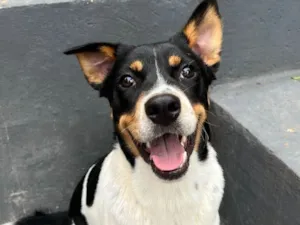 Cachorro raça SRD-ViraLata idade 2 anos nome Corvette