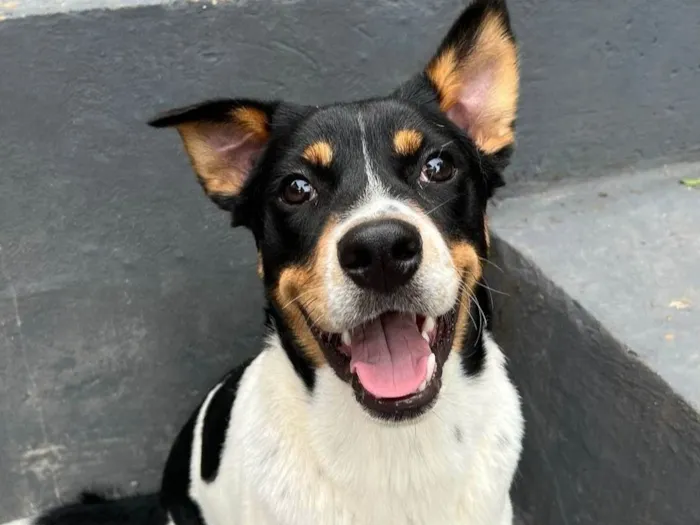 Cachorro ra a SRD-ViraLata idade 2 anos nome Corvette