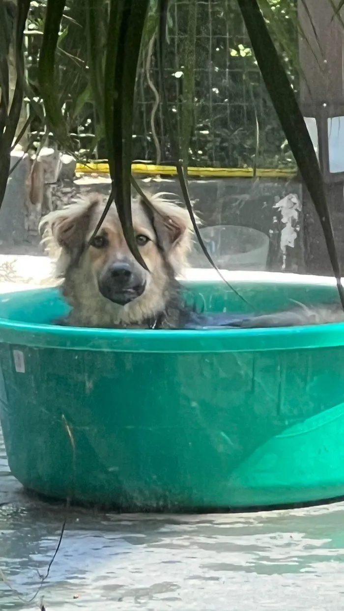 Cachorro ra a SRD-ViraLata idade 2 anos nome Mario