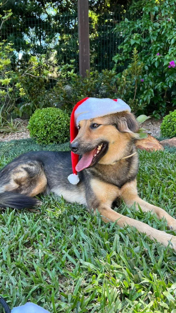 Cachorro ra a SRD-ViraLata idade 2 anos nome Mario