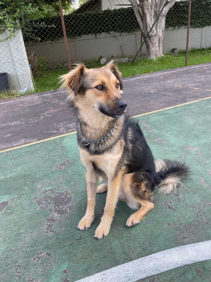 Cachorro ra a SRD-ViraLata idade 2 anos nome Mario