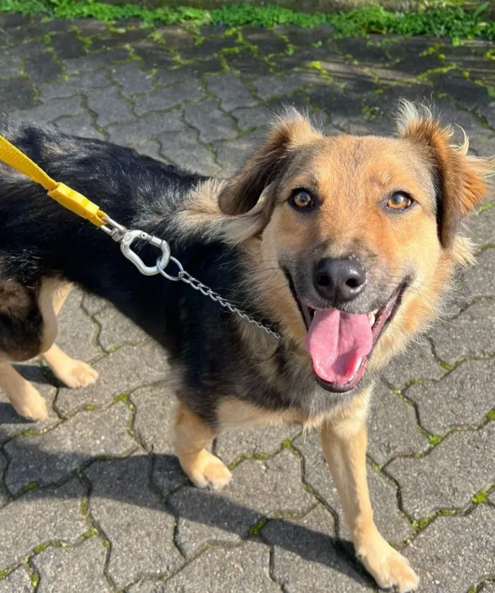 Cachorro ra a SRD-ViraLata idade 2 anos nome Mario