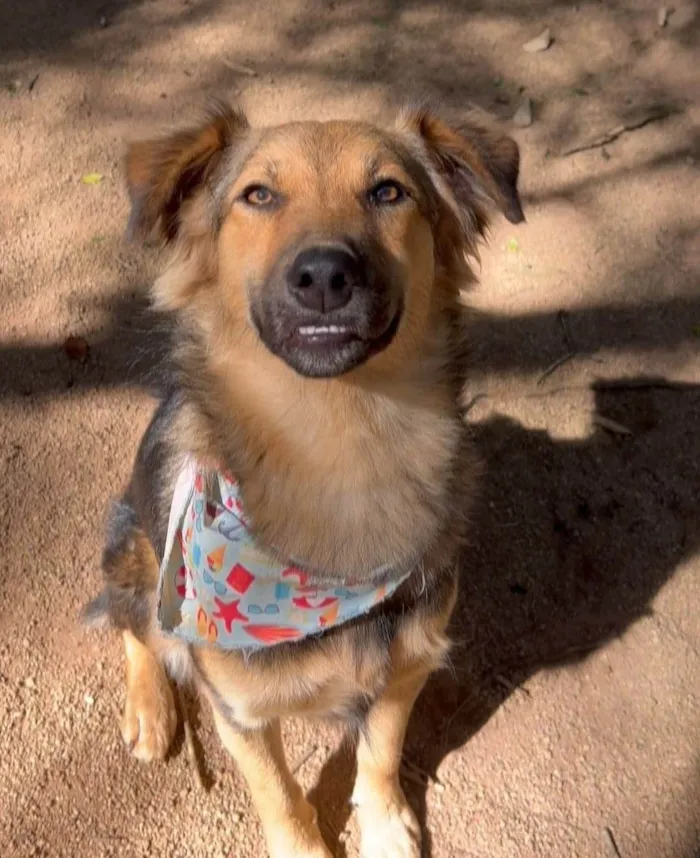 Cachorro ra a SRD-ViraLata idade 2 anos nome Mario