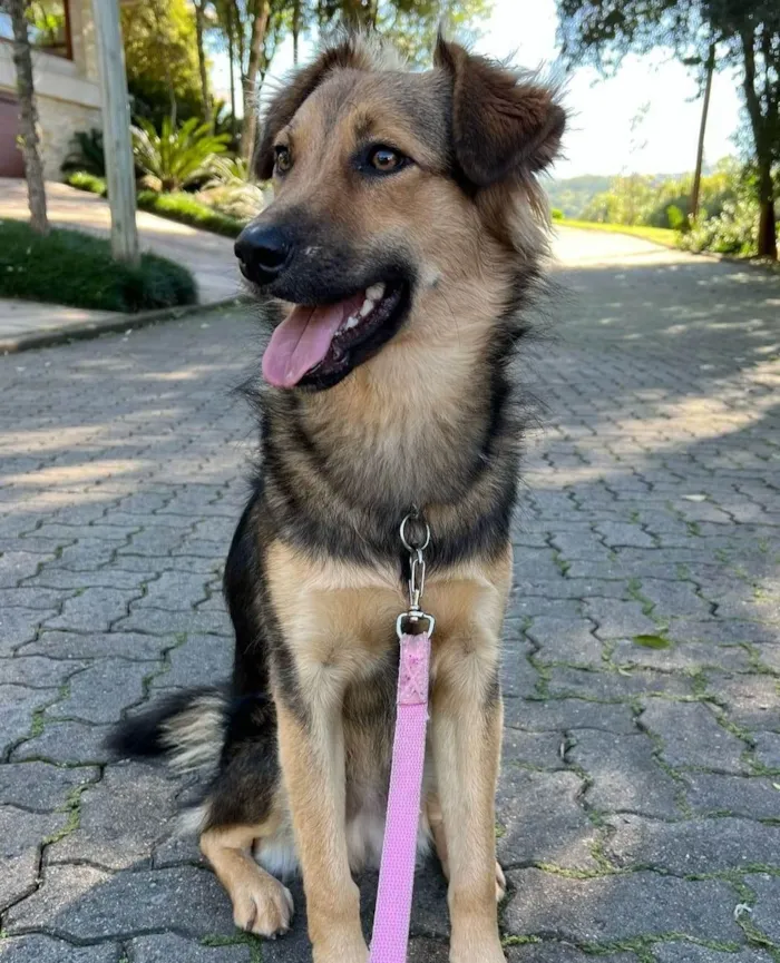 Cachorro ra a SRD-ViraLata idade 2 anos nome Mario