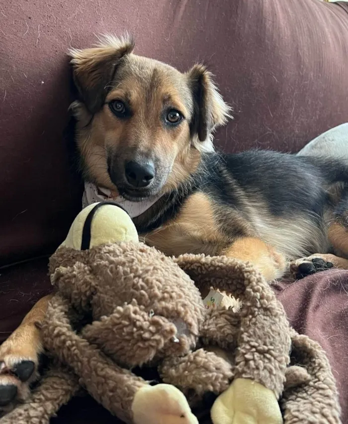 Cachorro ra a SRD-ViraLata idade 2 anos nome Mario