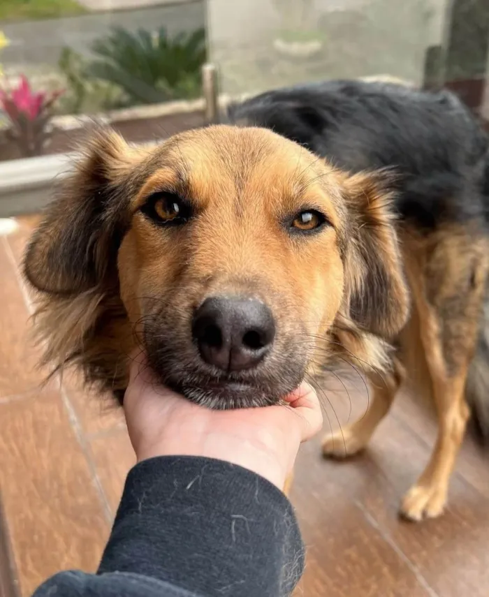 Cachorro ra a SRD-ViraLata idade 2 anos nome Mario