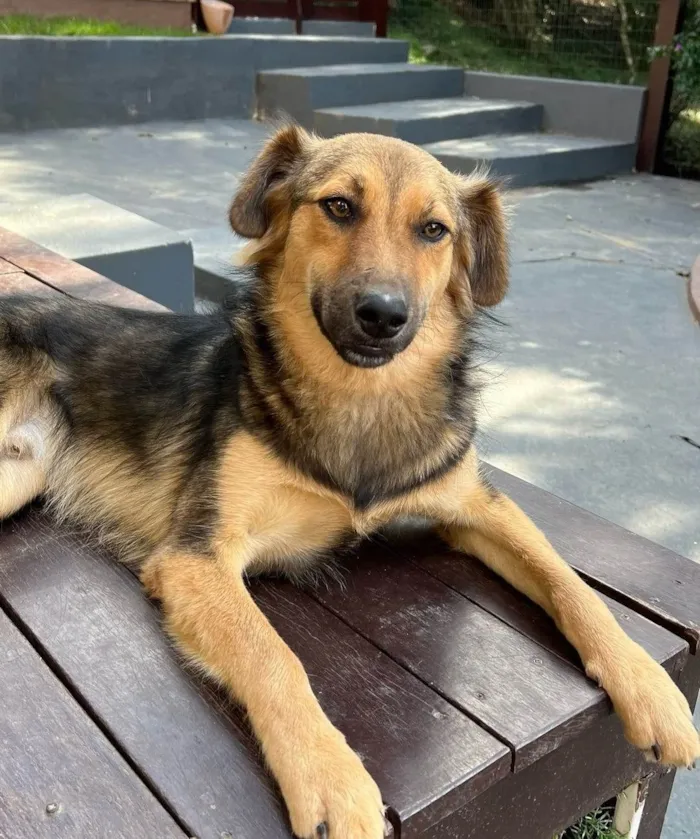 Cachorro ra a SRD-ViraLata idade 2 anos nome Mario