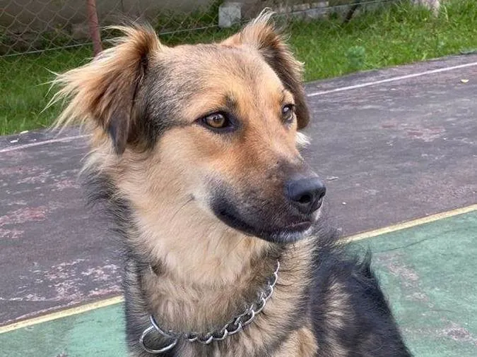 Cachorro ra a SRD-ViraLata idade 2 anos nome Mario