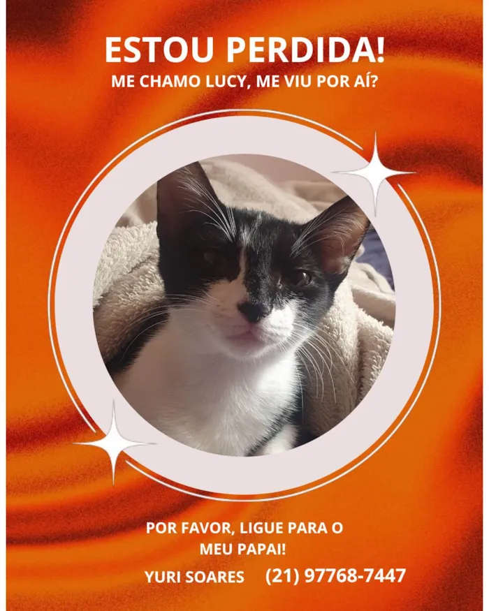 Gato ra a SRD-ViraLata idade 2 a 6 meses nome Lucy
