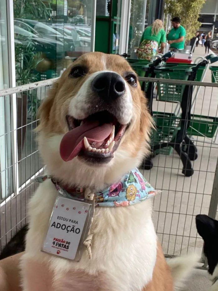 Cachorro ra a SRD-ViraLata idade 2 anos nome Maverick