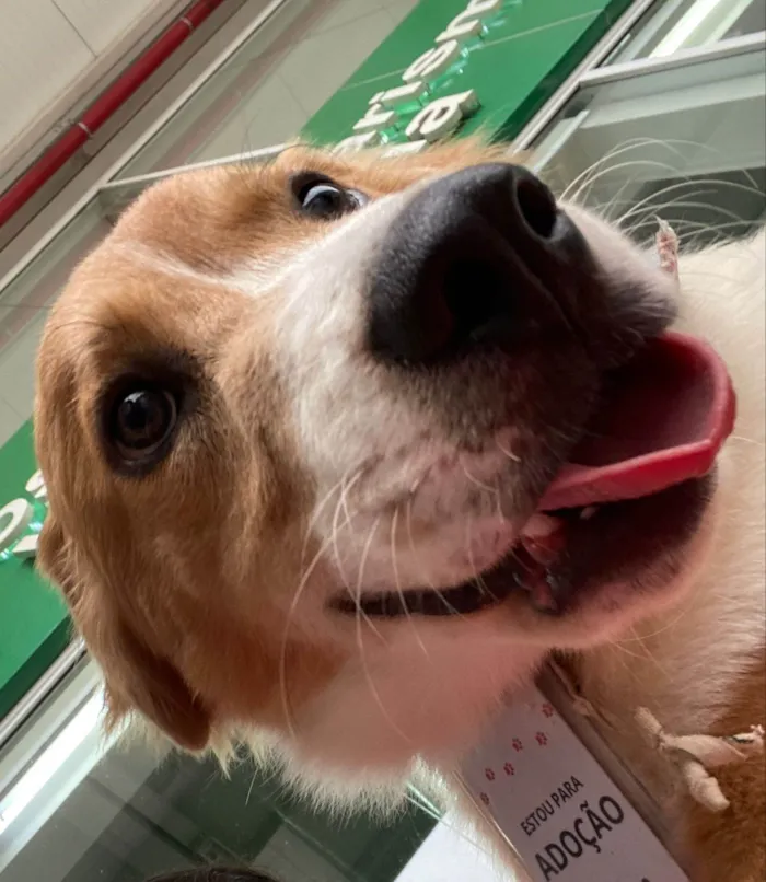 Cachorro ra a SRD-ViraLata idade 2 anos nome Maverick