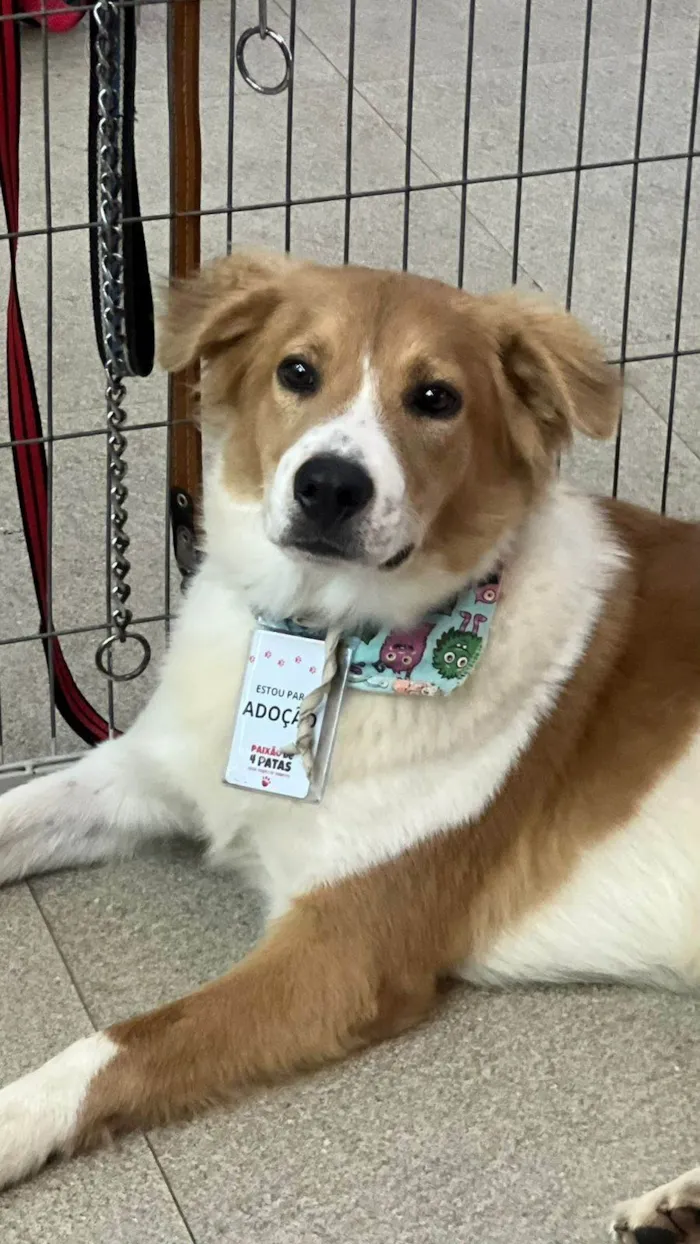 Cachorro ra a SRD-ViraLata idade 2 anos nome Maverick