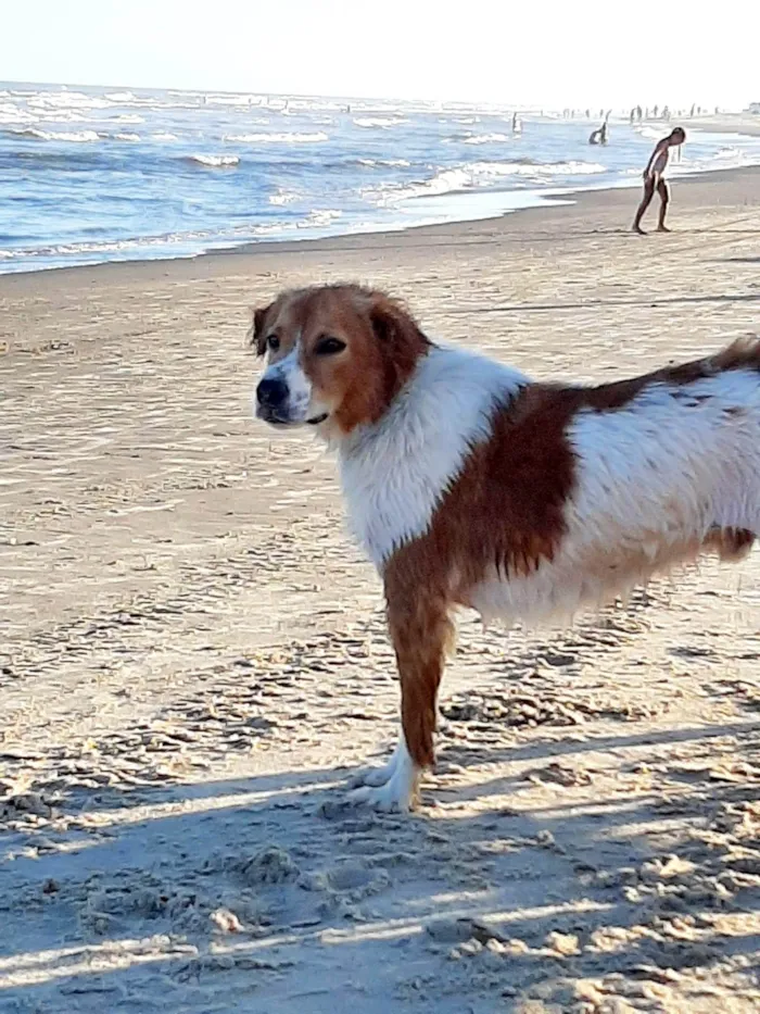 Cachorro ra a SRD-ViraLata idade 2 anos nome Maverick
